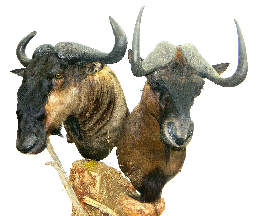 African Taxidermy Mounts, Wildebeest Pedestal Mounts