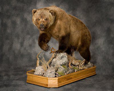 full bear taxidermy