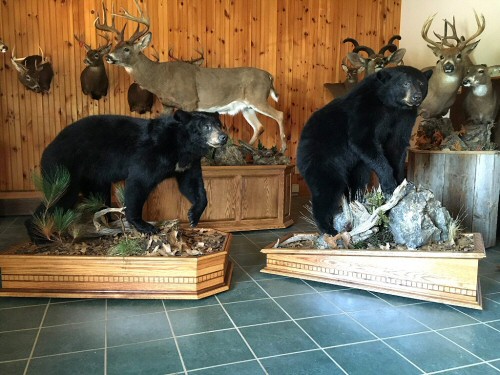 Full Body Life Size Bear Mounts, Full Size Bear Mounting Ideas, Bear taxidermist Pennsylvania