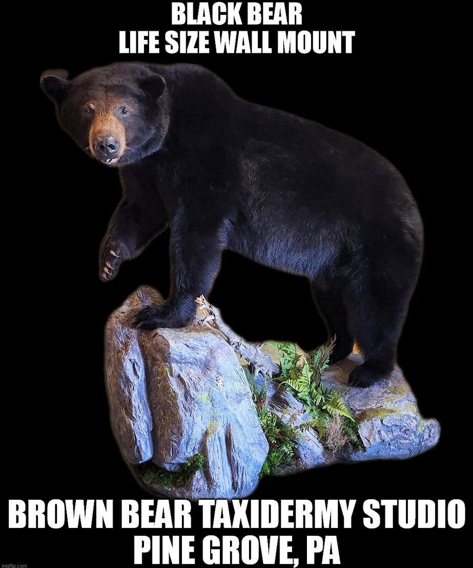 Bears Mounted Life Size Full Body Mounts Brown Bear Taxidermy Studio Pine Grove PA