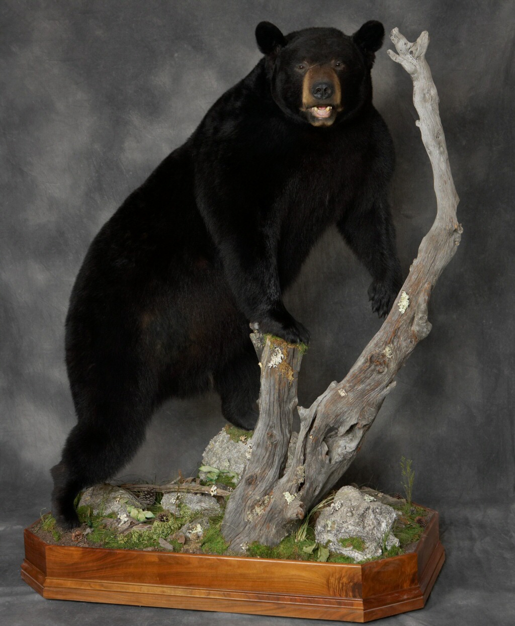 Black Bear Full Body Floor Mounts - Black Bear Full Body Mounts On Custom Bases Using The Finest Habitat Materials. 