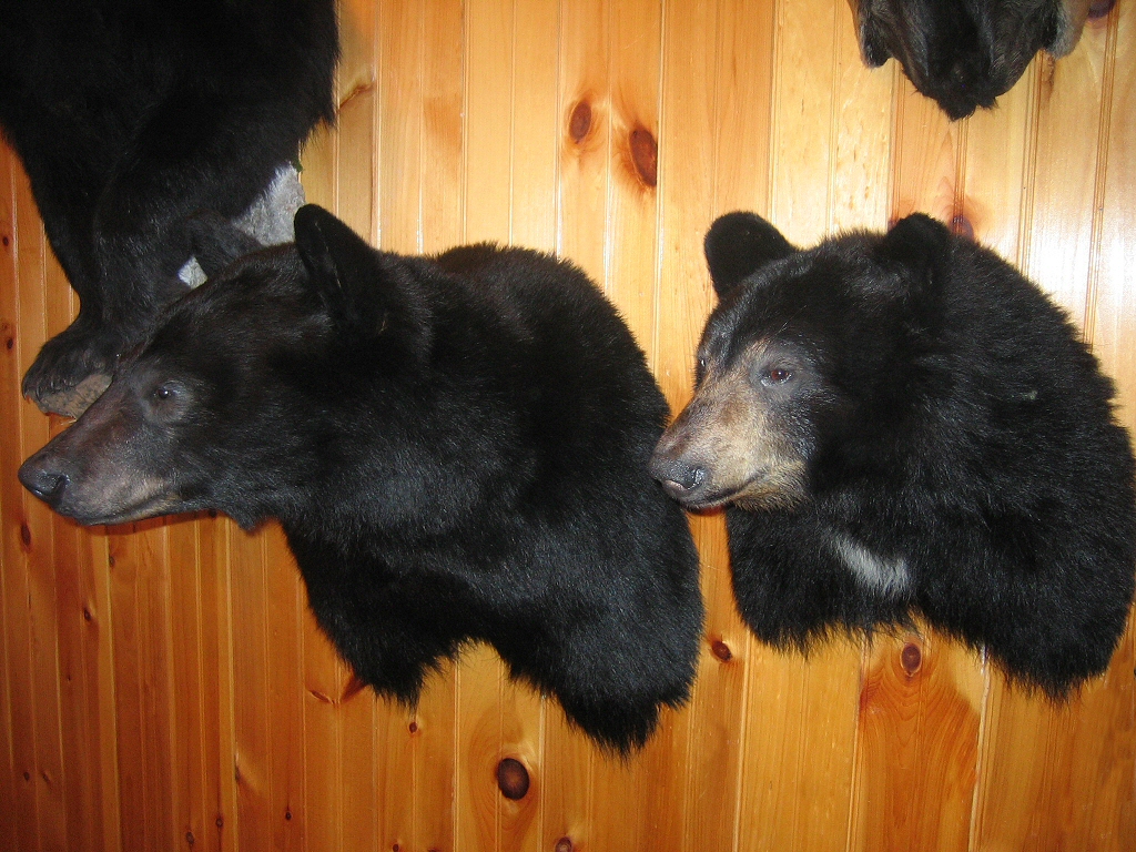 Black Bear Shoulder Mounts For Walls  - Shoulder mounts with custom poses and habitats. 