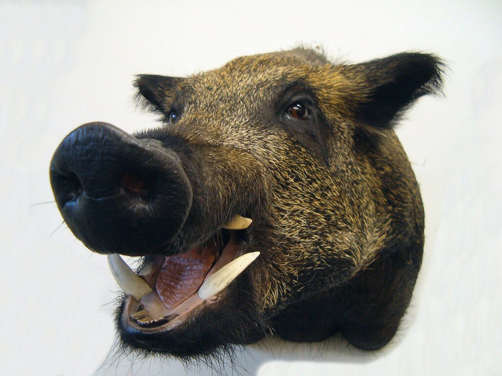 Boar Taxidermy Mounts Pennsylvania,Boar Skulls With Tusks ...
