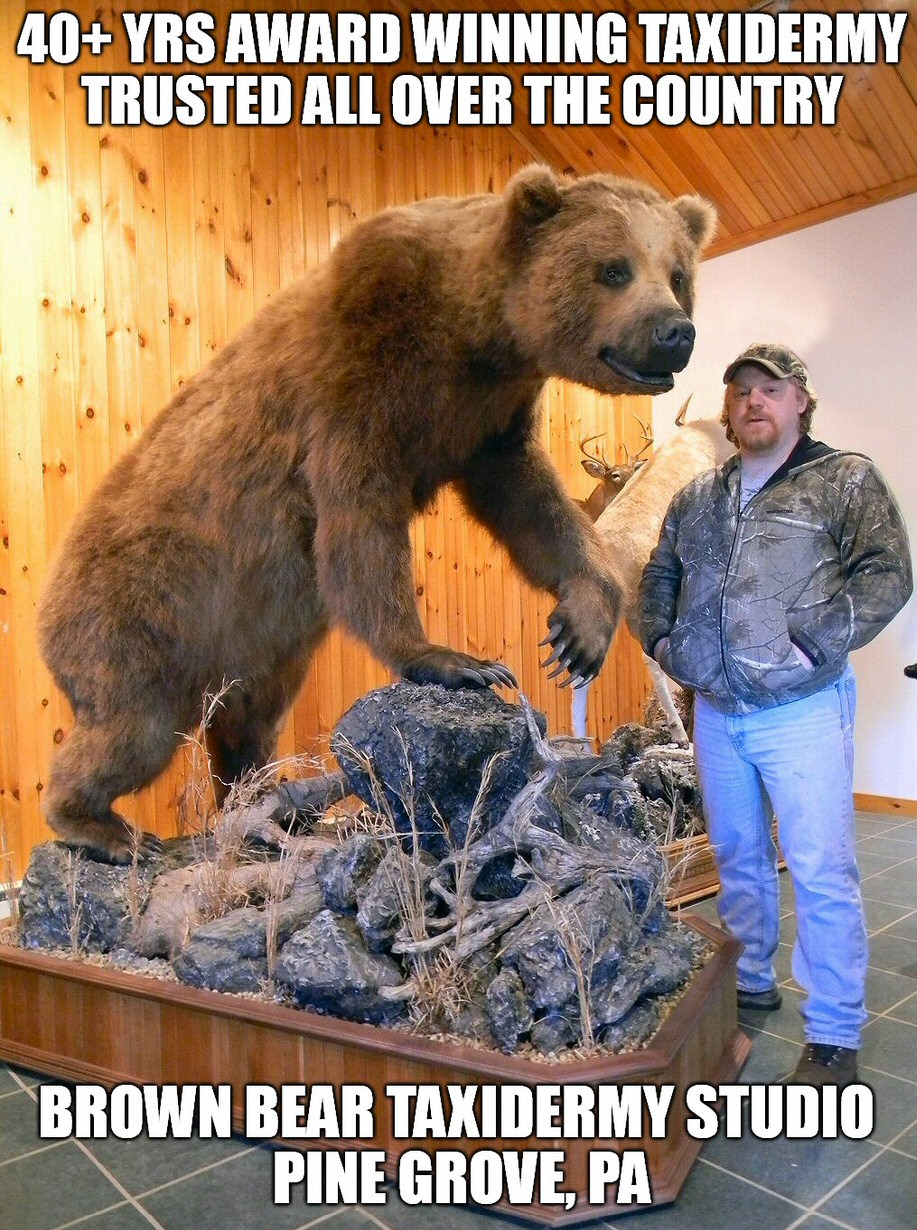 Bear Taxidermy Mounts By Full Time, Licensed, Insured, Award Winning, Nationally Recognized Taxidermist.