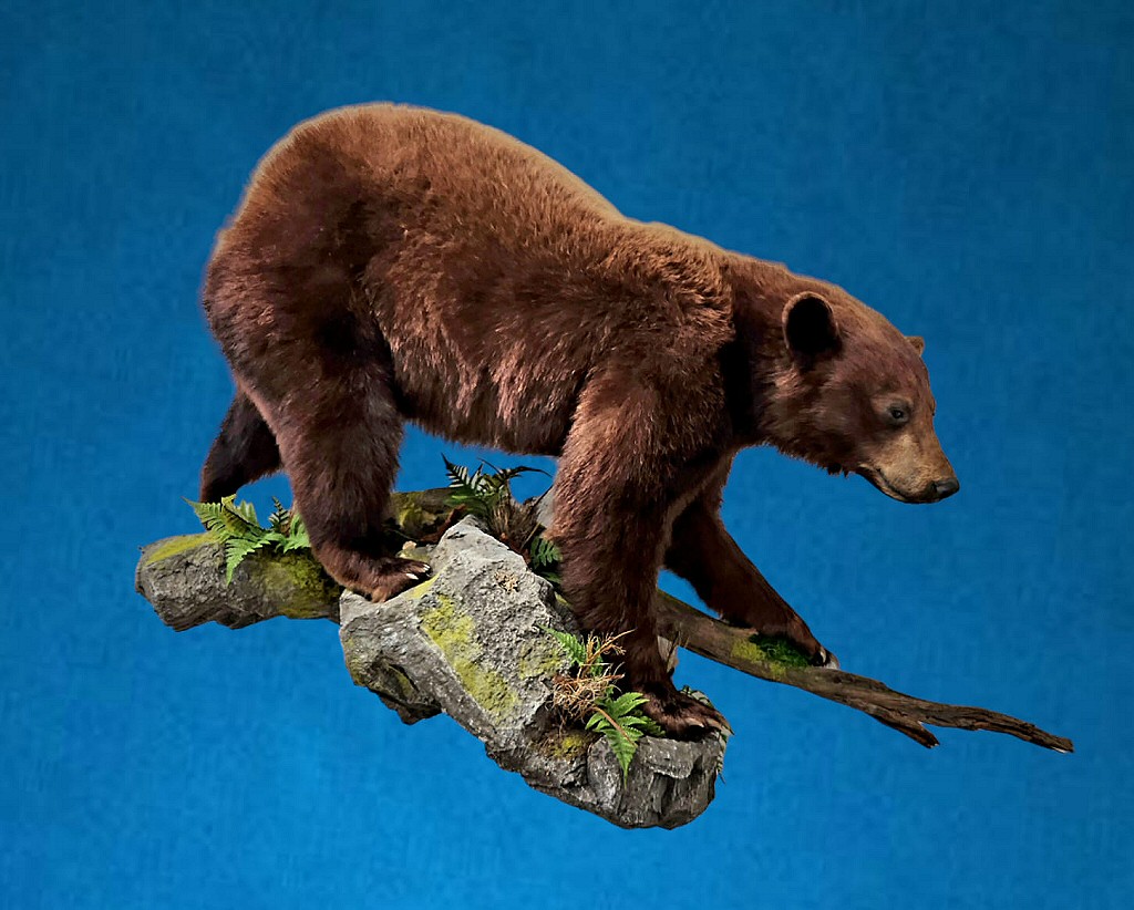 Black Bear Mount Of A Brown Phase Commonly Called Cinnamon Bears