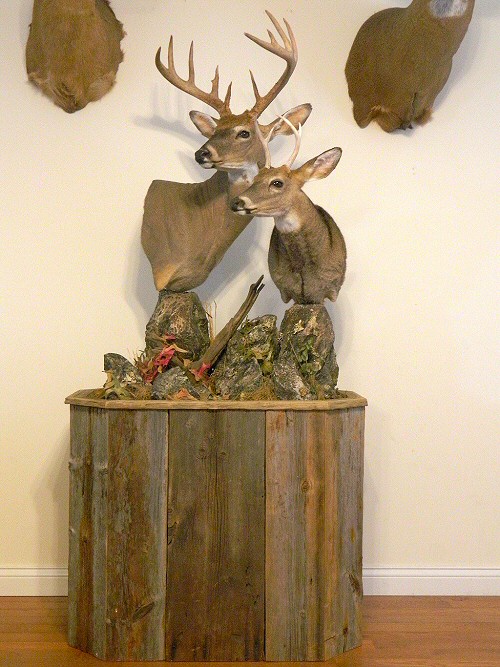 Deer Pedestal Mounts,Deer Shoulder Mounts,Deer Shoulder Pedestal Mount
