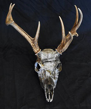 Camouflage Deer Skull Mounts - European Mounts - Deer Skull Dipping