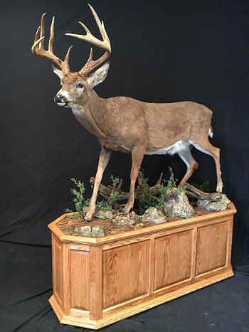 stuffed deer taxidermy