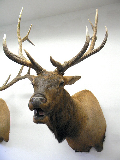 Bugling Elk Taxidermy Mounts, Custom Elk Mounts, Pedestal Elk Mounts