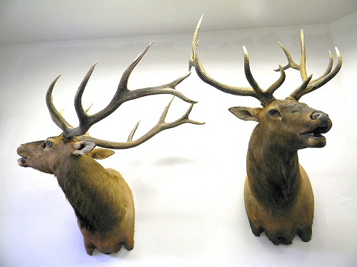 Elk Bugling Shoulder Mounts, Custom Elk Mounts, Custom Elk Taxidermy