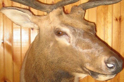 Elk Mounting Ideas, Elk Shoulder Mounts Poses, Bugling Elk Mounts