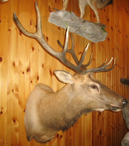 Elk Taxidermy Mounts Pennsylvania