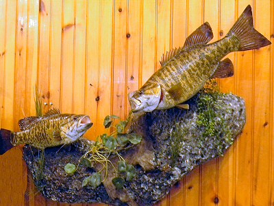 Smallmouth Bass Mount Fish Taxidermy Pennsylvania