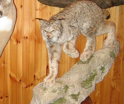 Lynx pedestal mounts are popular. Lynx can be mounted on almost any natural looking habitat material like rock. They can also make a very nice wall mount using natural habitat. Lynx can mounted any number of ways.