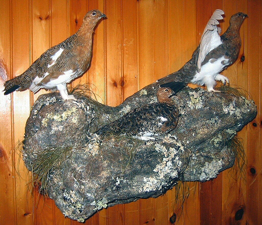 Ptarmigan Taxidermy Mount, Bird Taxidermist
