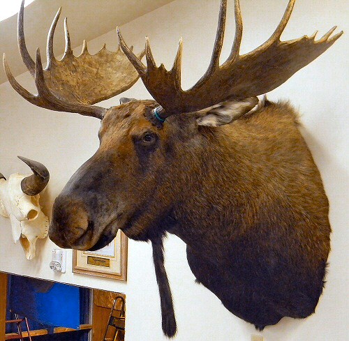Moose Taxidermy Mounts Pennsylvania, Moose Taxidermy Studio Pennsylvania,Pennsylvania Taxidermist,Moose Taxidermist,Moose Shoulder Mount,Moose Pedestal Mount