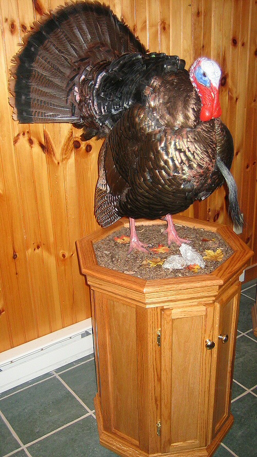Full Body Pedestal Mount Turkeys, Turkey Taxidermy Near Me In Pennsylvania