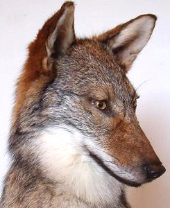 Coyote Taxidermy,Coyote Taxidermist In Pennsylvania,Coyote Mount Taxidermy,Coyote Mount Ideas,Life Like Coyote Mounts,Coyote Mounts Near Me In Pennsylvania