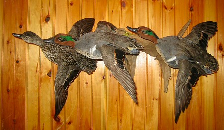 Flying Duck Mounts, Duck Pedestal Mounts, Wood Duck Mounts, Standing Duck Mounts, Goose Mounts, Diver Duck Mounts, Mallard Duck Mounts, Flying Teal Mounts, Just About Any Duck Mount Imaginable.
