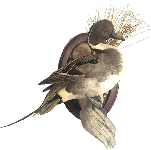 Northern Pintail Duck Taxidermy