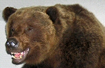 Pennsylvania Taxidermist, Brown Bear Taxidermy Inc. - Pine Grove, Pa. - Bear Taxidery Specialists
