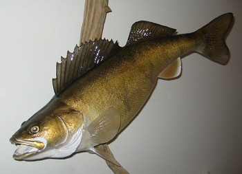 Fish Taxidermy in PA. by Pennsylvania Fish Taxidermist, Walleye Taxidermy Mount