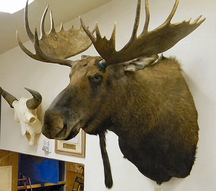 Pennsylvania Moose Taxidermy,Moose Taxidermist Pennsylvania, Moose Taxidermist