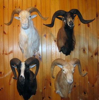 Exotic Sheep Taxidermy Mounts in a wide range of poses. 