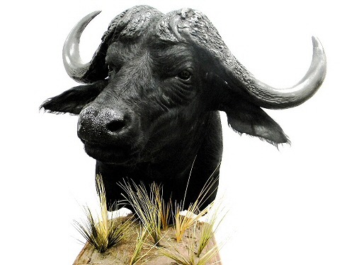 Cape Buffalo Shoulder Mounts & Cape Buffalo Pedestal Mounts