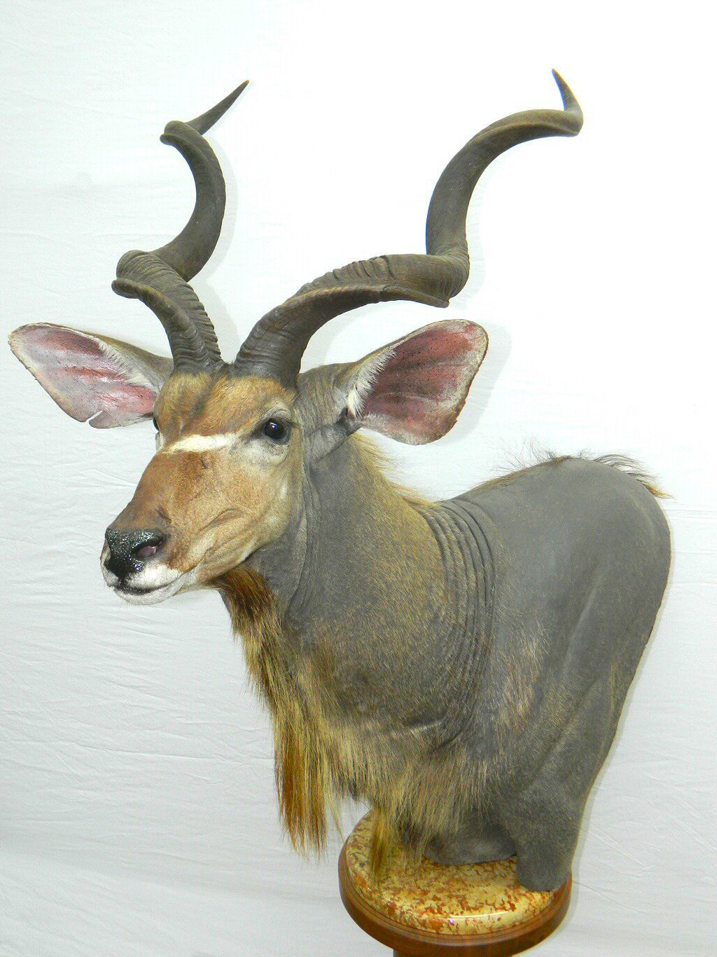 Kudu Taxidermy Mount, African Taxidermy Mounts, African Taxidermist Pennsylvania