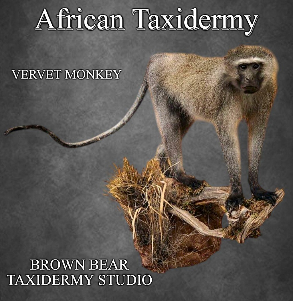 African Taxidermy Vervet Monkey Mounts - African Taxidermy by Brown Bear Taxidermy Studio Pine Grove Pennsylvania