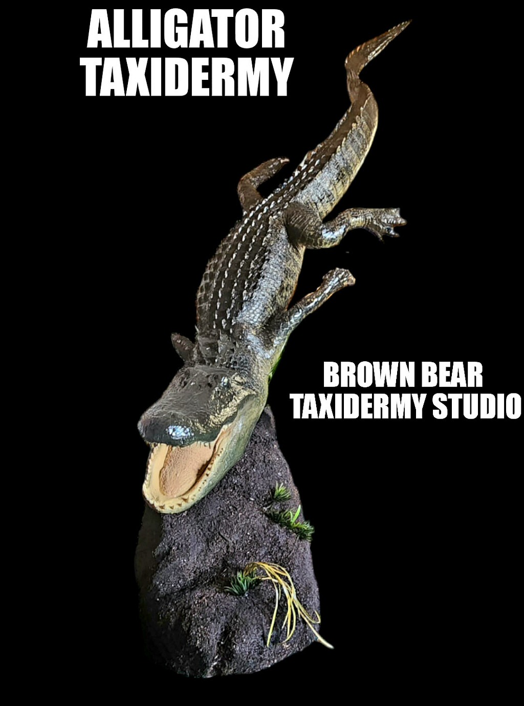 Alligator Taxidermy Mounts Brown Bear Taxidermy Studio Pine Grove PA