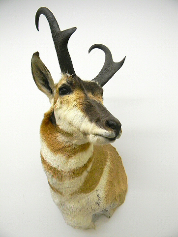 Pronghorn Antelope Shoulder Mounts