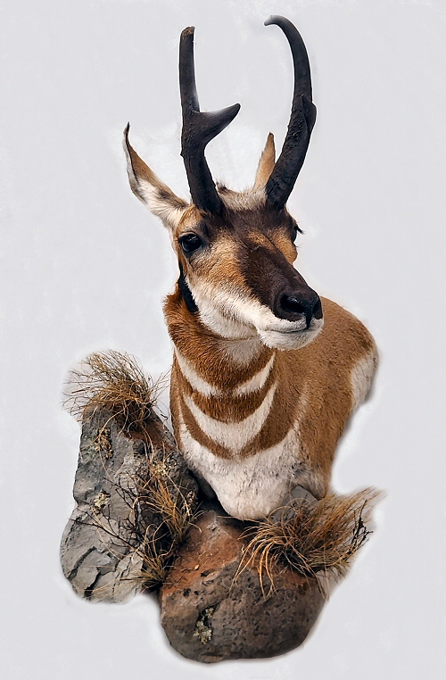 Pronghorn Antelope Shoulder Mounts