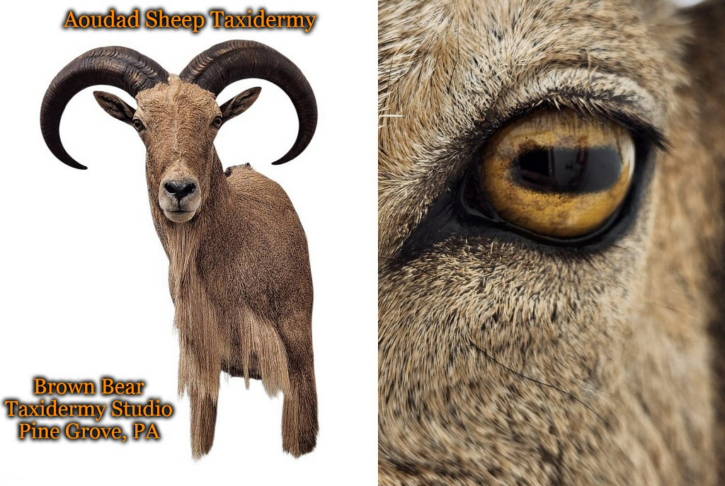 Aoudad Sheep Taxidermy Mounts by Brown Bear Taxidermy Studio Pine Grove PA
