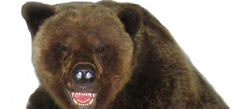 Brown Bear Taxidermy Studio 289 Pleasant Valley Road (Route 443) Pine Grove PA 17963