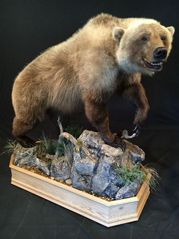 Brown Bear Taxidermy Mounts For Sale PA