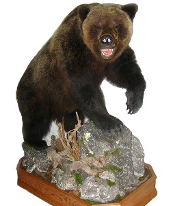 Brown Bear Taxidermy Mounts