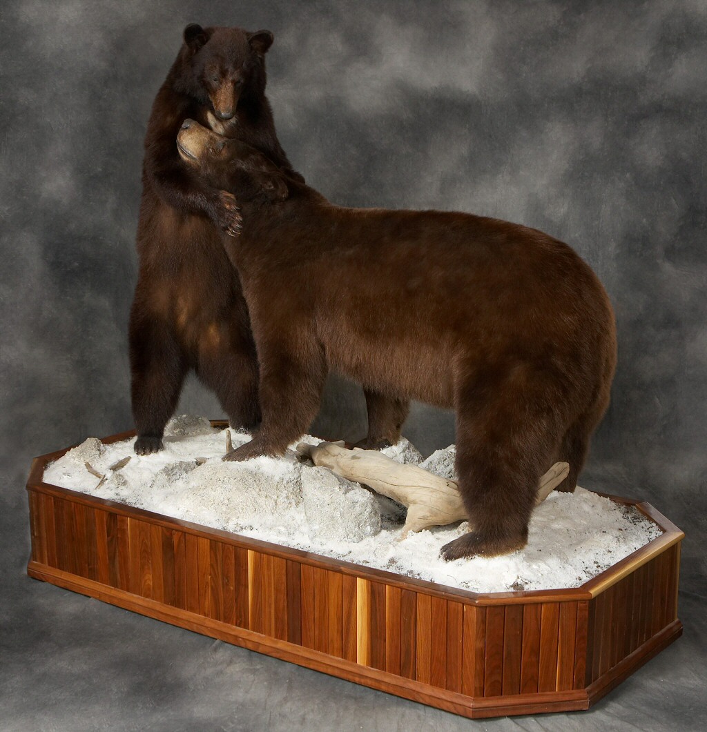 Brown Bear Life Size Full Body Mounts, Custom Brown Bear Mounts