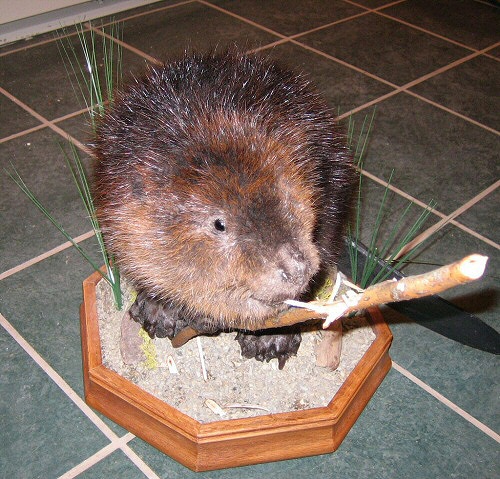 Beaver Taxidermy Mounts Pennsylvania