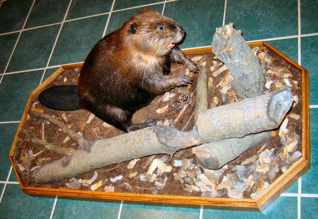 Beaver Taxidermy Pennsylvania, Beaver Taxidermy Studio Pennsylvania,Pennsylvania Taxidermist,Beaver Taxidermist,Beaver Mount,Beaver Pelts,Beaver Pelts