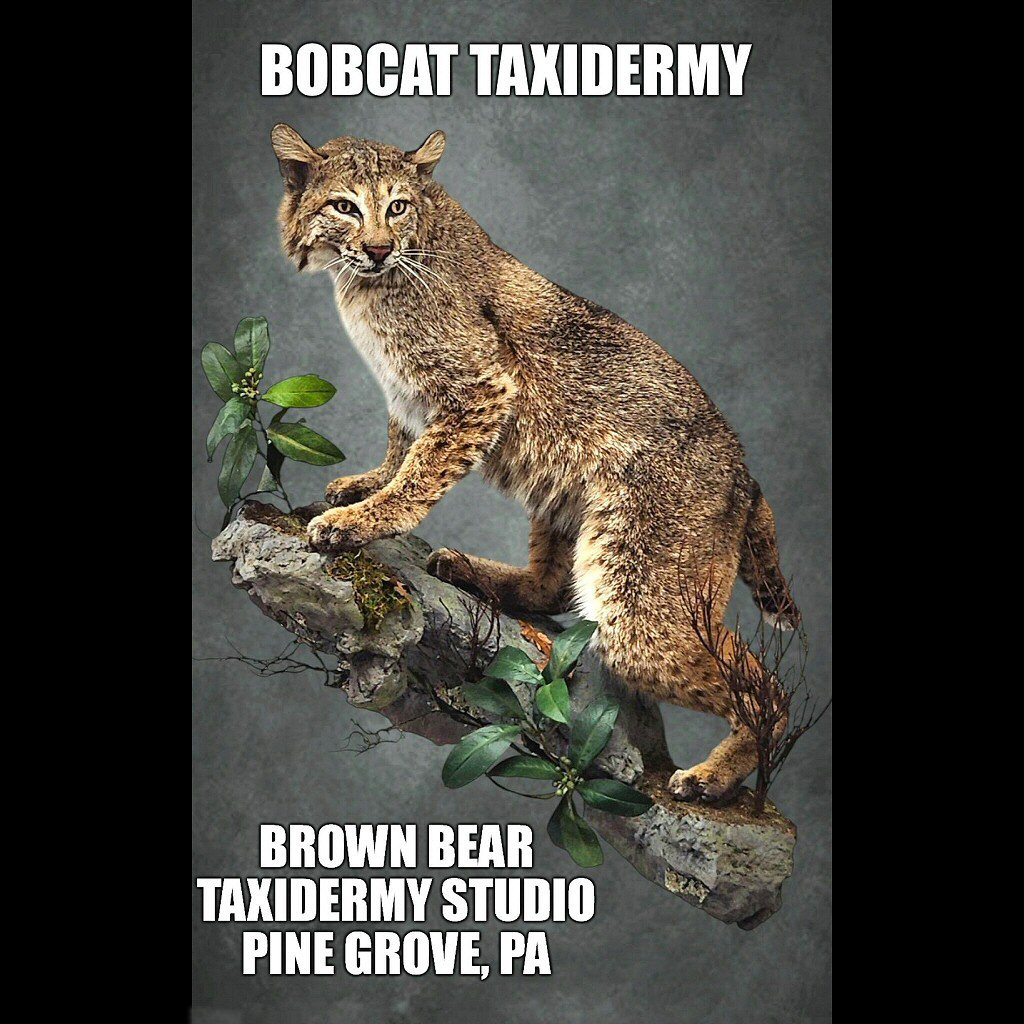 Best Bobcat Taxidermy PA Bobcat Taxidermy Ideas Brown Bear Taxidermy Studio Pine Grove PA