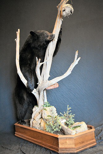 Black Bear Full Body Floor Mount Standing, Black Bear Mount with Honey Tree Taxidermy Mount Pennsylvania, 