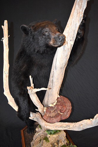 Black Bear Full Body Floor Mounts, Bears Life Size Taxidermy, Black Bear Taxidermist, Bear Mounting Ideas