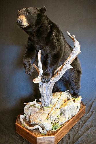 Black Bear Full Body Floor Mounts Pennsylvania, Bear Mounting Ideas