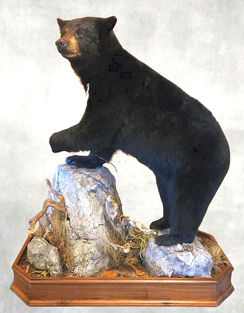 Black Bear Life Size Taxidermy Mounts PA Taxidermist
