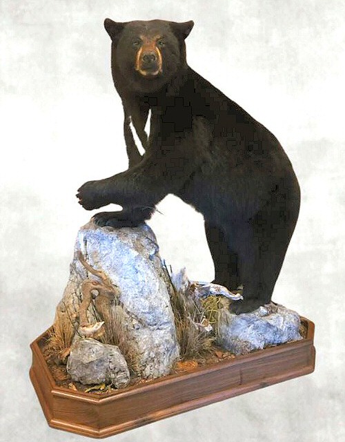 Lifesize Black Bear Standing Mount On Floor Base With Custom Habitat