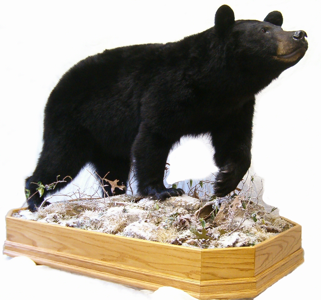Bear Taxidermist,Bear Taxidermy,Black Bear Mount,Pennsylvania Black Bear Taxidermy Specialists,Black Bear Mount Pictures,Black Bear Mount,Custom Black Bear Taxidermy