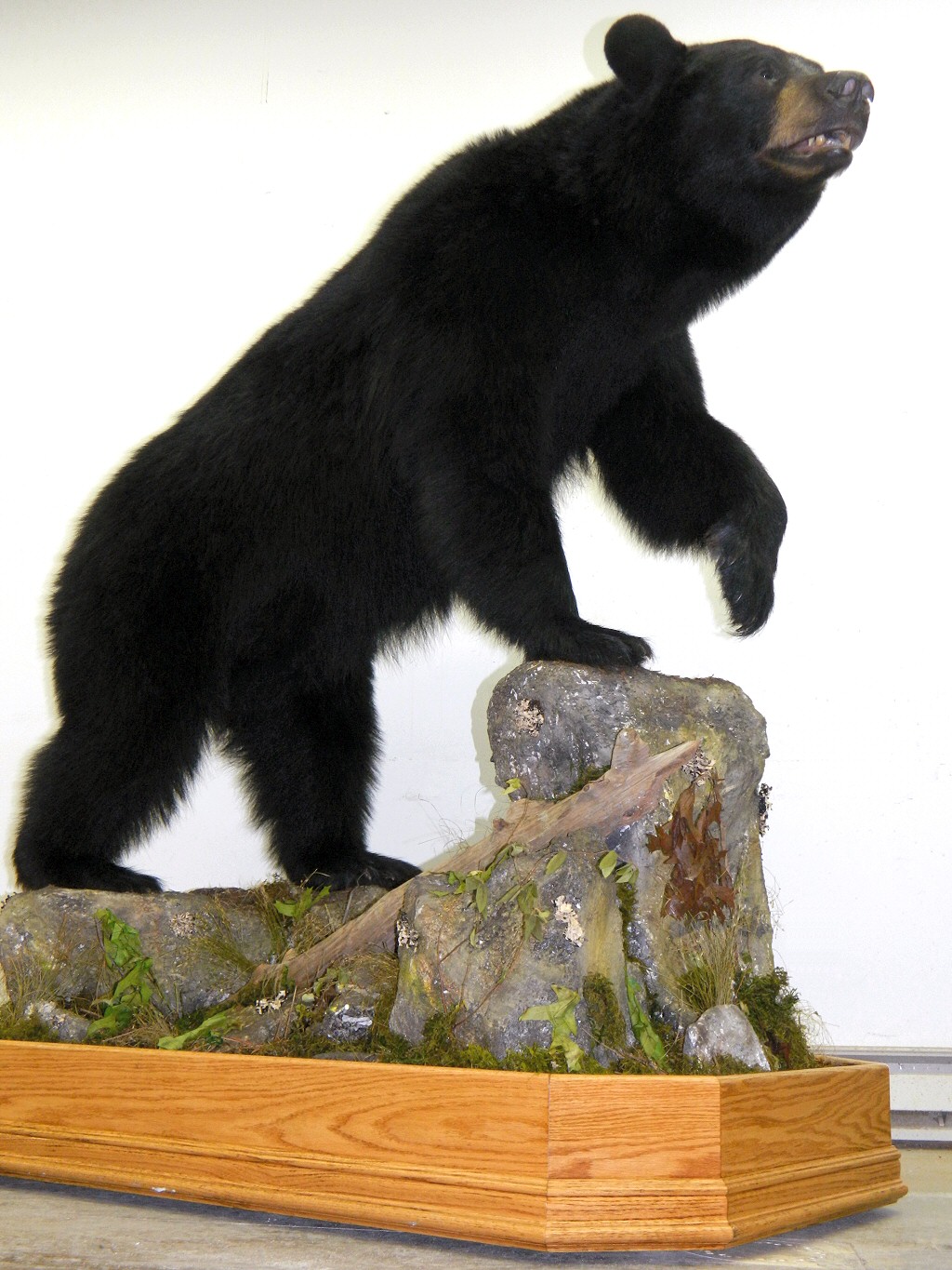 Bear Taxidermist,Bear Taxidermy,Black Bear Mount,Pennsylvania Bear