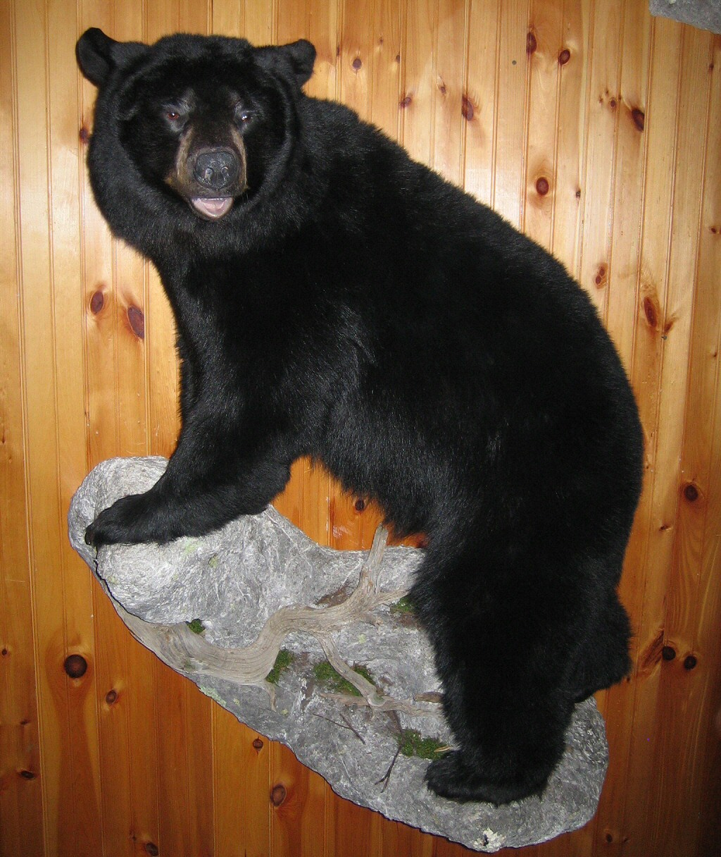 Bears Mounted Full Body Life Size On Branches, Trees, Logs, Rocks With Natural Habitats